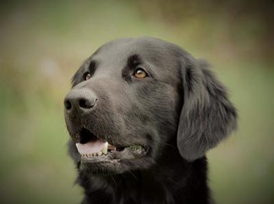Charming Koda under Bavarian Sky