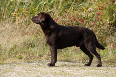 Alberich zum wilden Dachs