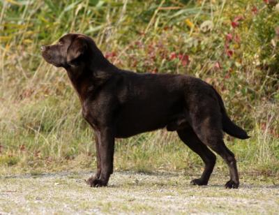 Alberich zum wilden Dachs