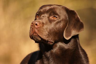 Alberich zum wilden Dachs