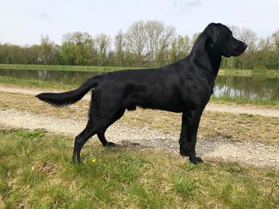 Balto Pluto von Groß Hohn