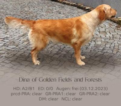 Dina of Golden Fields and Forests