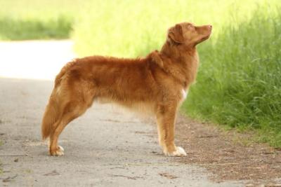 Flevoland's Arko the High Spirits Toller