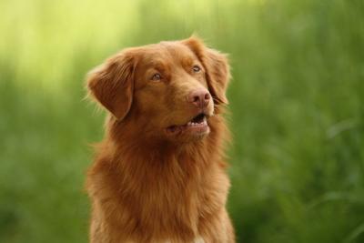 Flevoland's Arko the High Spirits Toller