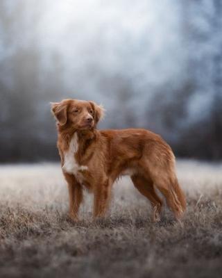 Crazy fox Rooney of Sunshine Tollers