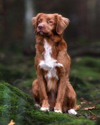Crazy fox Rooney of Sunshine Tollers