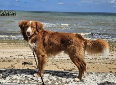 Baron Bonfire Rudy vom Lech-Toller Nest