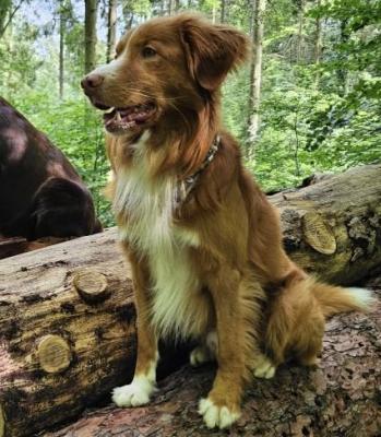 Baron Bonfire Rudy vom Lech-Toller Nest