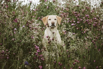 Silva Nigra Labrador Aphrodite