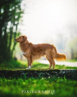 Dumpling Diego of Sunshine Tollers