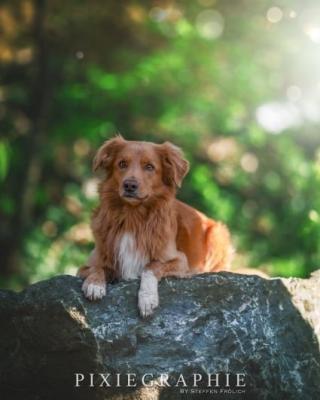 Dumpling Diego of Sunshine Tollers