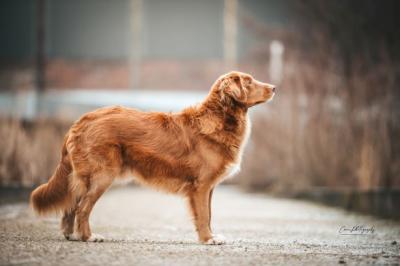 Dumpling Eggsy of Sunshine Tollers