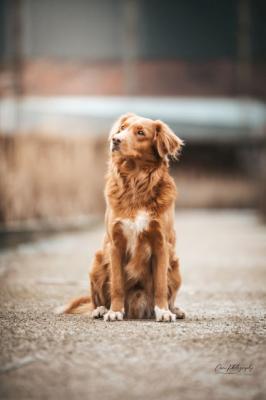 Dumpling Eggsy of Sunshine Tollers