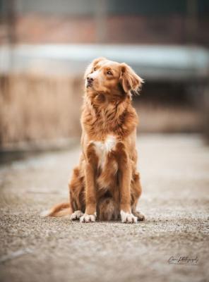 Dumpling Eggsy of Sunshine Tollers