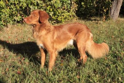Energy fox Simmerl of Sunshine Tollers