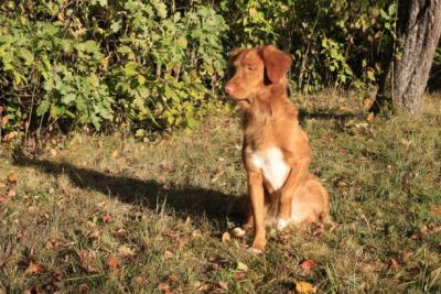 Energy fox Simmerl of Sunshine Tollers