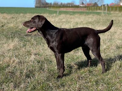 Northglen Lester Hunt