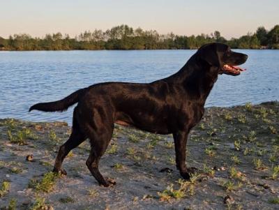 Aila van't Westerender Hoecht