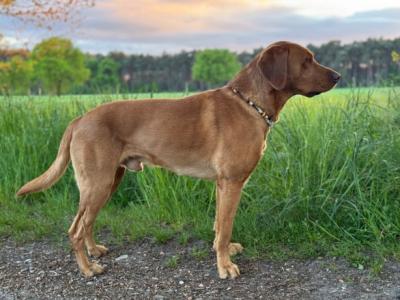 Aldagessem's Hunting Mikkel
