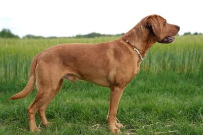 Aldagessem's Hunting Mikkel