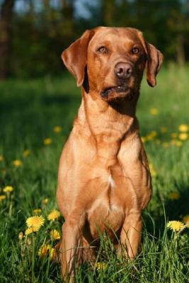 Aldagessem's Hunting Mikkel