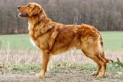 Eager Ebbe From Just Goldens