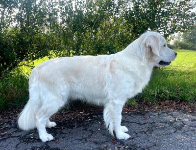 Fajella from Golden Ivory