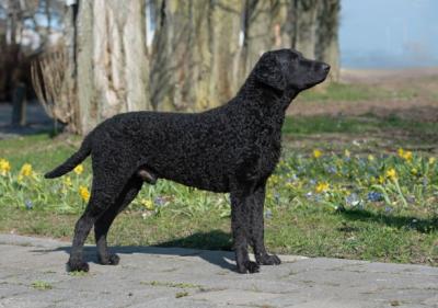 Curly of Blueway Carl