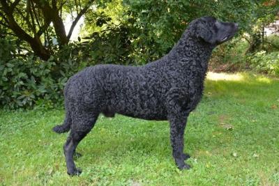 Curly of Blueway Carl