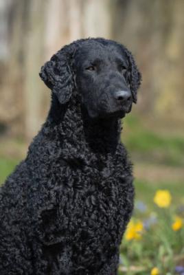 Curly of Blueway Carl