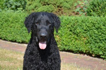 Curly of Blueway Carl