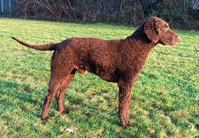 Glenn Beautiful Curl of Schwarzseeland