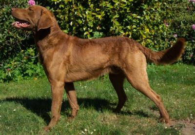 Spirit of ancestors Alf-Fiete