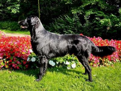 Birkebo Donsik Dr. John Watson