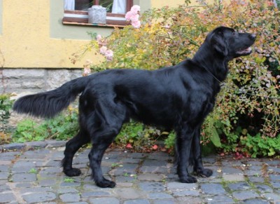 Ares Otis vom Rosagärtle