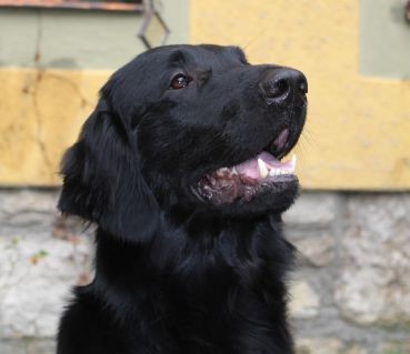 Ares Otis vom Rosagärtle