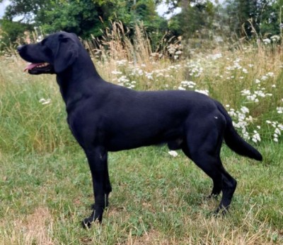 Pepper of Hunterstone