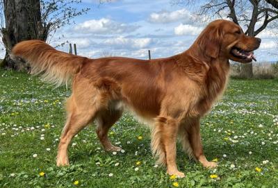 Golden Mountain Spring's Viking Connor