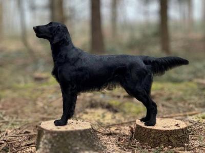 Paper Mills' Black Velvets Elsa