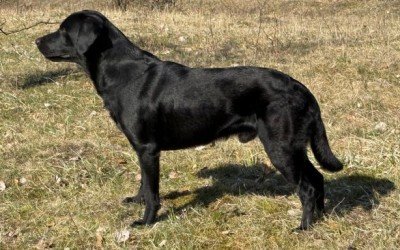 Absolute Bailey of Mossdeep Valley