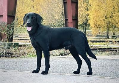 Absolute Akoni of Mossdeep Valley
