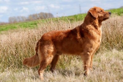 Reedmoor's Born To Hunt