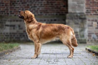 Barnie op de Bartelt