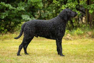 HopeAll Black Macallan