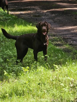 Bonny aus dem Hellberger Forst