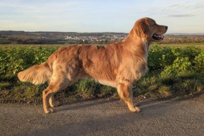 Attractive Newton von der Weinbergschanze