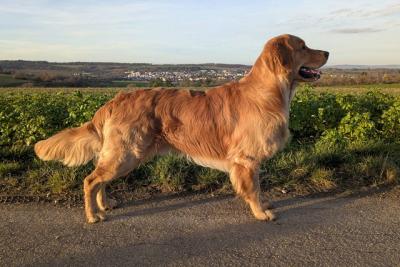 Attractive Newton von der Weinbergschanze